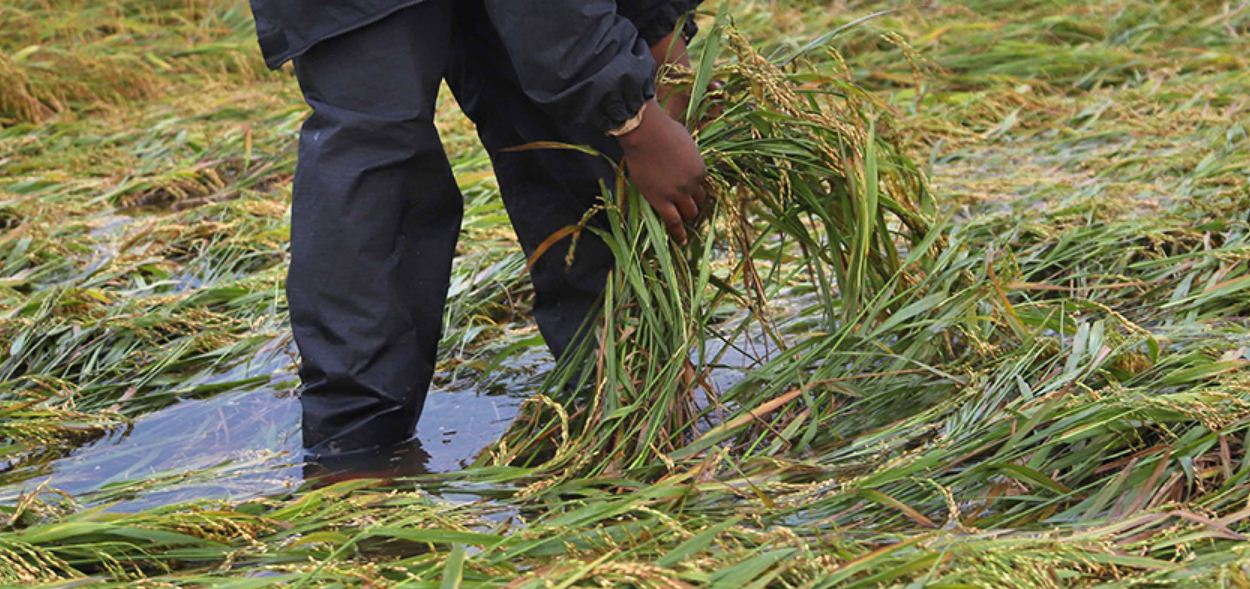 पर्वमा किसानलाई बाली स्याहार्ने चटारो 